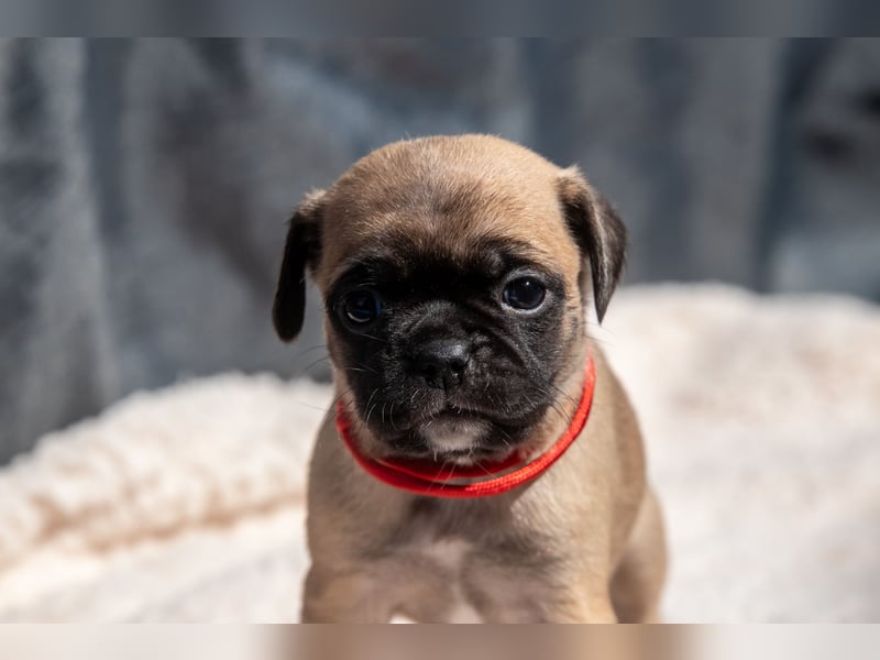Retro Mops Welpen / Altdeutscher Mops