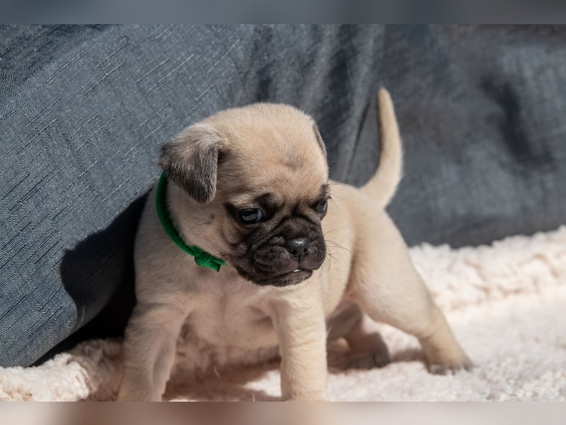 Retro Mops Welpen / Altdeutscher Mops