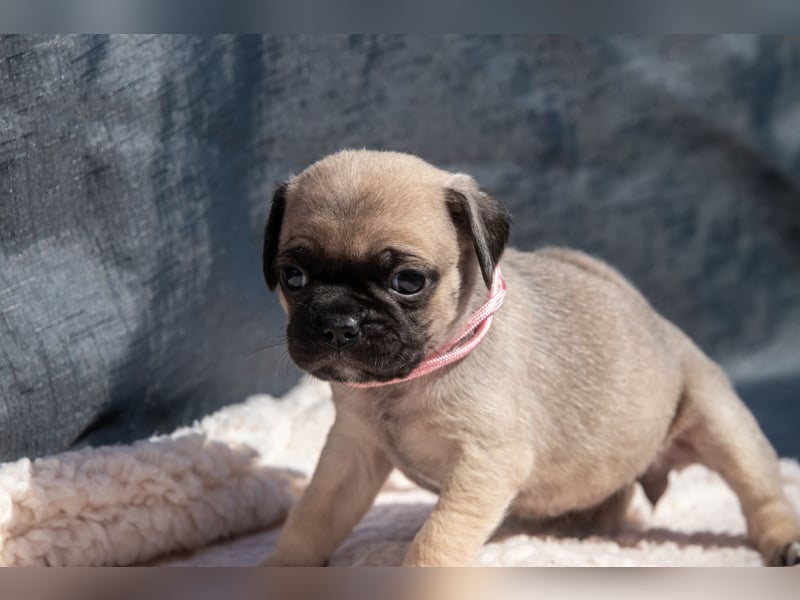 Retro Mops Welpen / Altdeutscher Mops