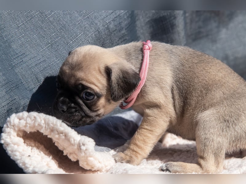 Retro Mops Welpen / Altdeutscher Mops