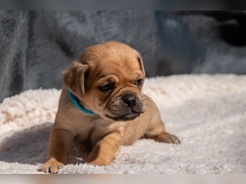 Retro Mops Welpen / Altdeutscher Mops
