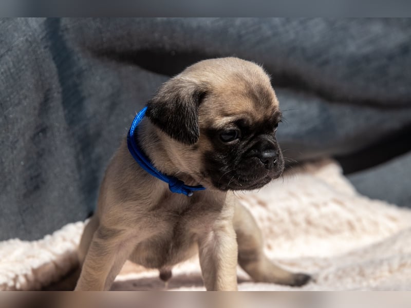 Retro Mops Welpen / Altdeutscher Mops