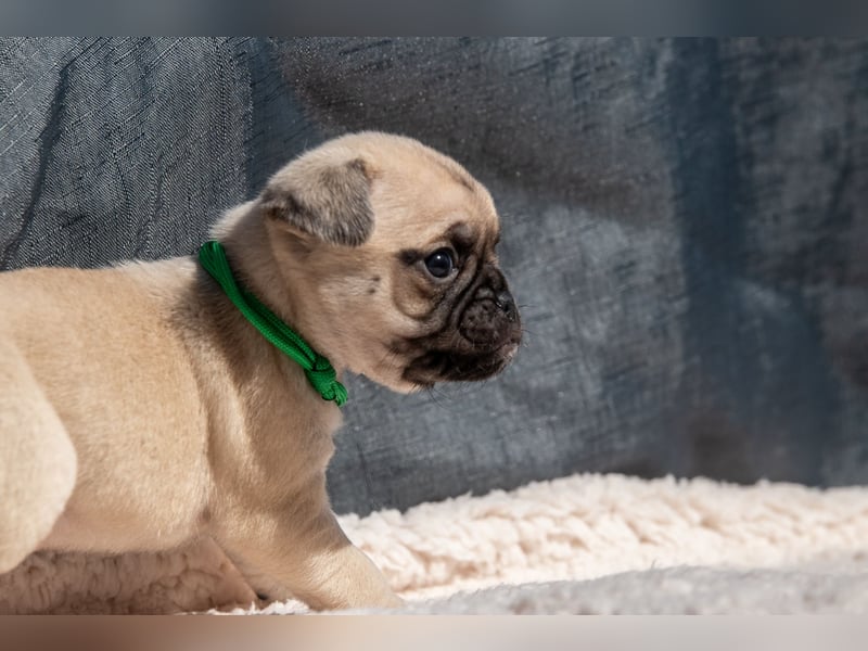 Retro Mops Welpen / Altdeutscher Mops