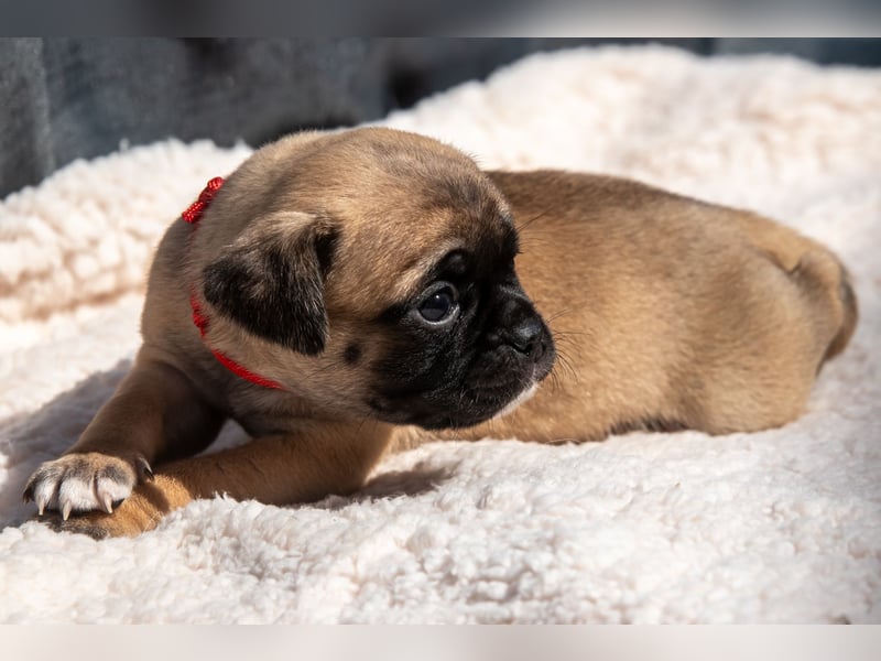 Retro Mops Welpen / Altdeutscher Mops