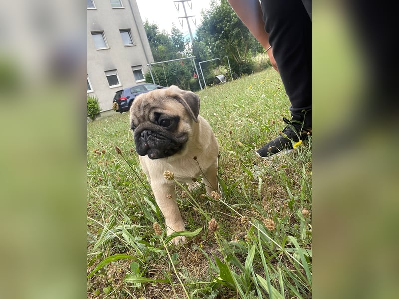 Mops welpe ab sofort Abgabe bereit.