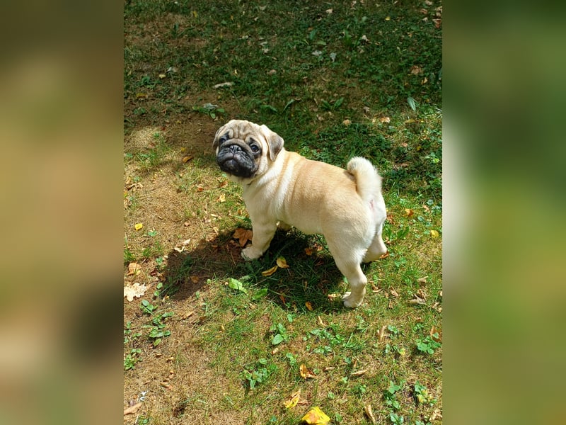 Mops welpe ab sofort Abgabe bereit.