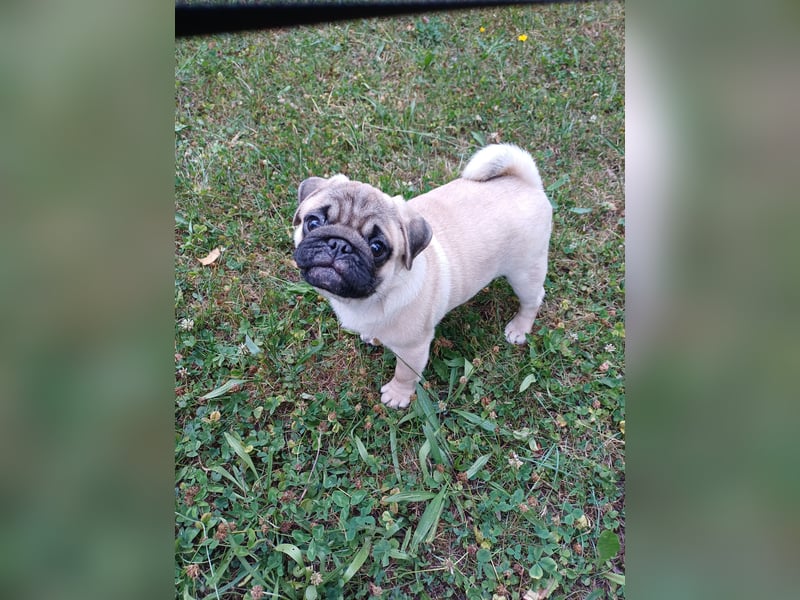 Mops welpe ab sofort Abgabe bereit.