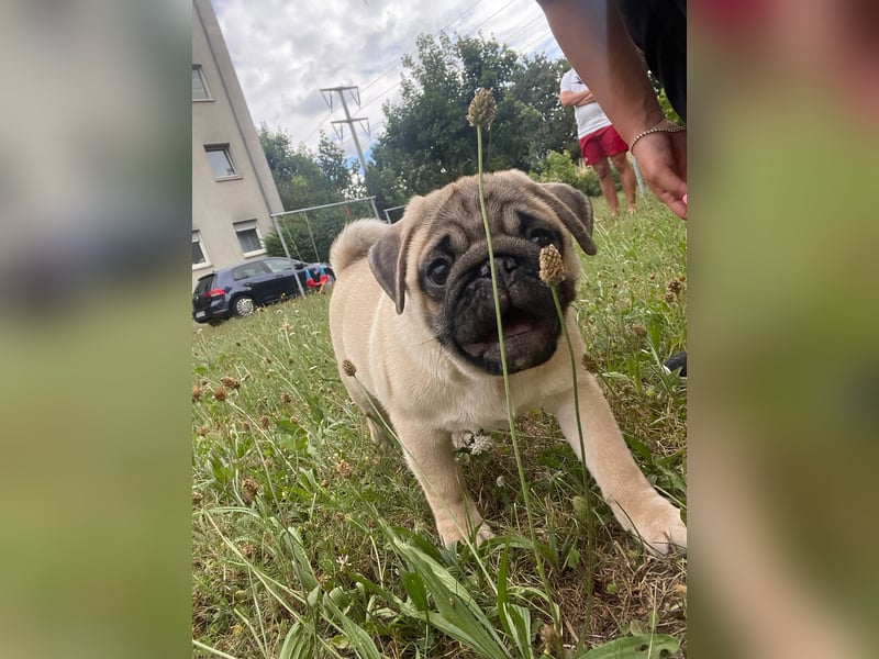 Mops welpe ab sofort Abgabe bereit.