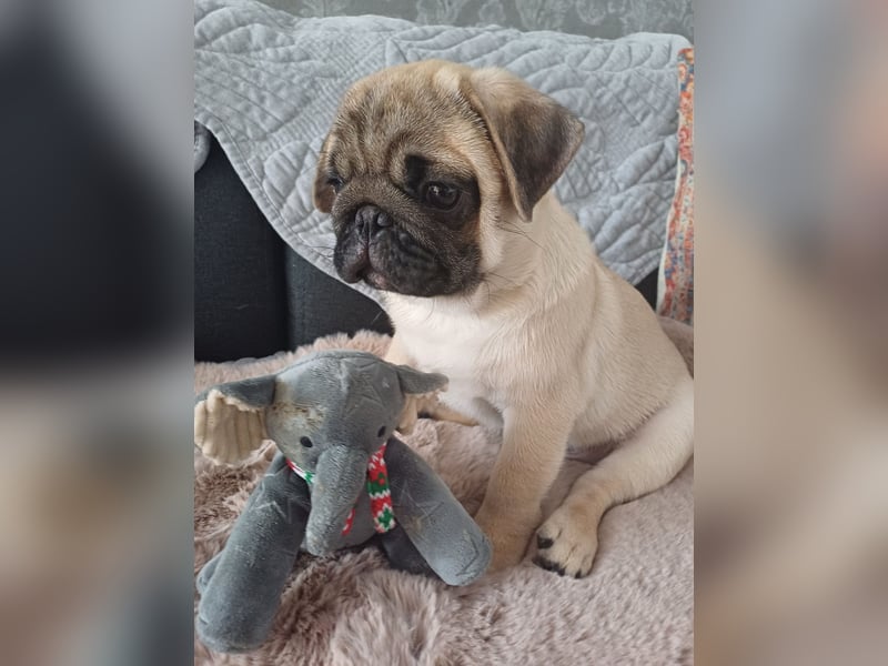 Mops welpe ab sofort Abgabe bereit.
