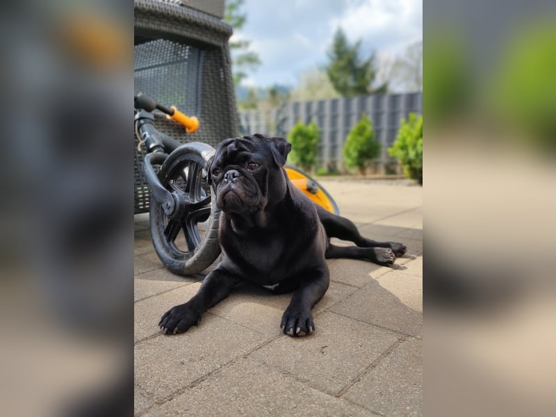 Mops Rüde 4 Jahre Alt