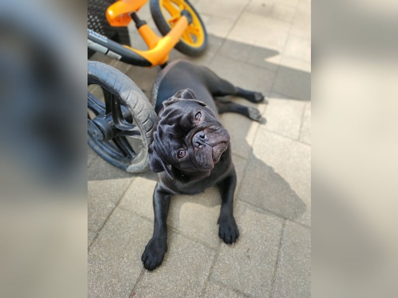 Mops Rüde 4 Jahre Alt