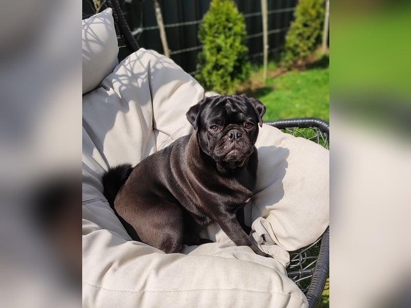 Mops Rüde 4 Jahre Alt