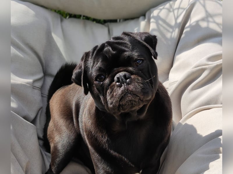Mops Rüde 4 Jahre Alt