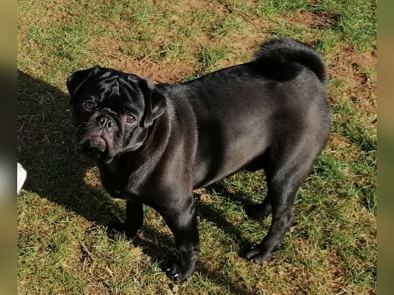 Mops Rüde 4 Jahre Alt