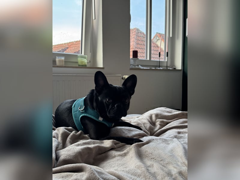 Allerliebster Mops Rüde 2 Jahre Schwarz