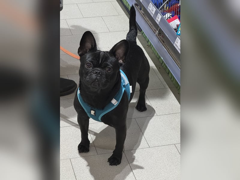 Allerliebster Mops Rüde 2 Jahre Schwarz