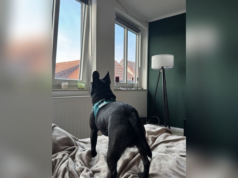 Allerliebster Mops Rüde 2 Jahre Schwarz