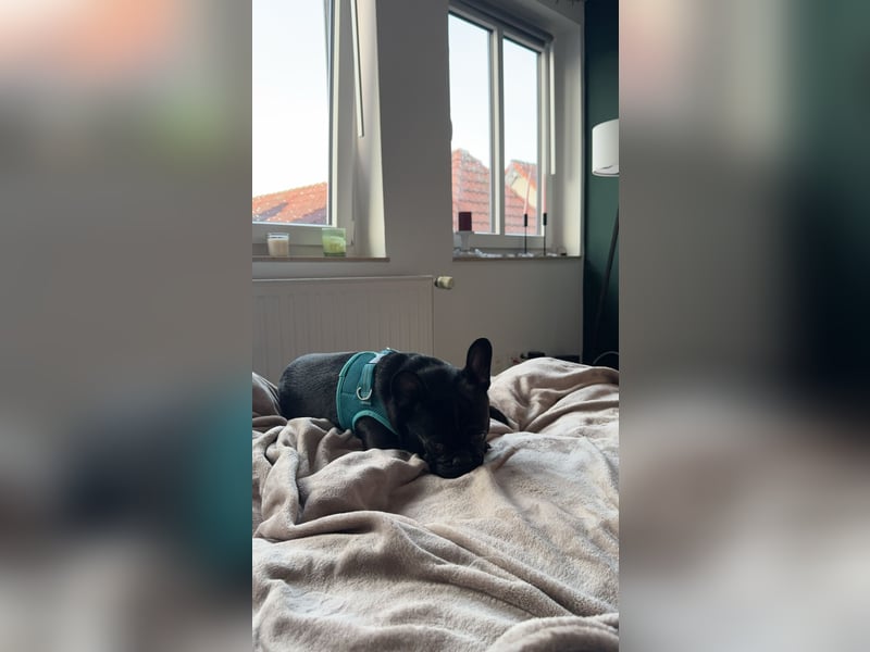 Allerliebster Mops Rüde 2 Jahre Schwarz