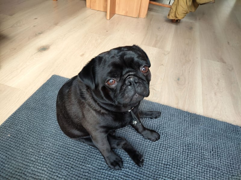 ~* Mops schwarzer Ruhrpott Diamant *~