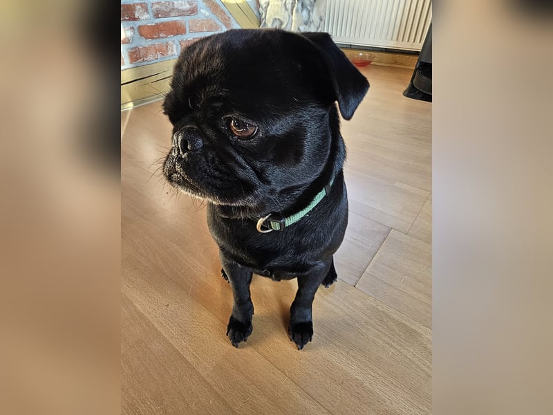 Altdeutscher Mops Deckrüde
