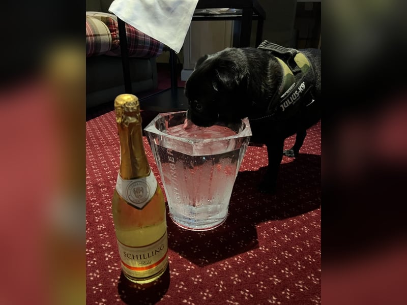 Mops sucht neues Zuhause