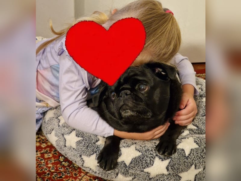 Mops sucht neues Zuhause