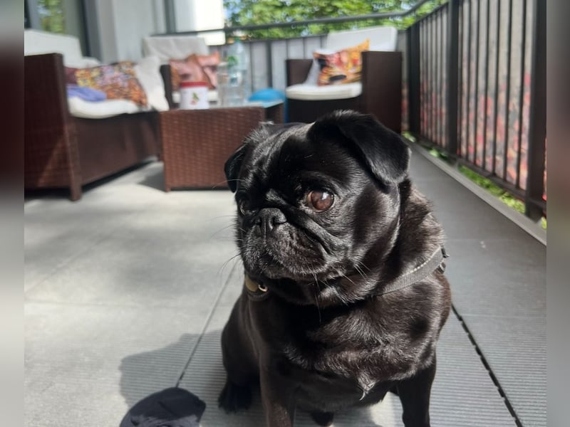Mops sucht neues Zuhause