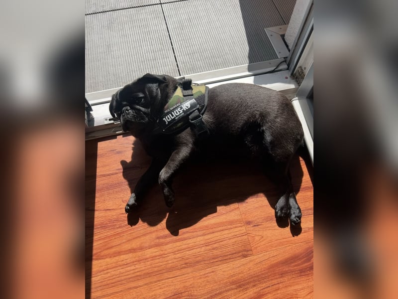 Mops sucht neues Zuhause