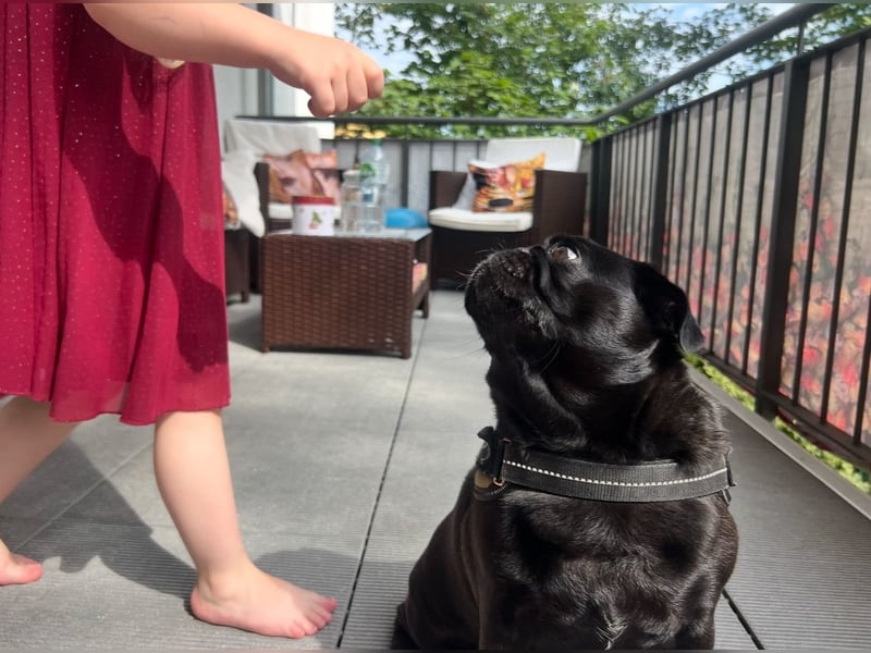 Mops sucht neues Zuhause