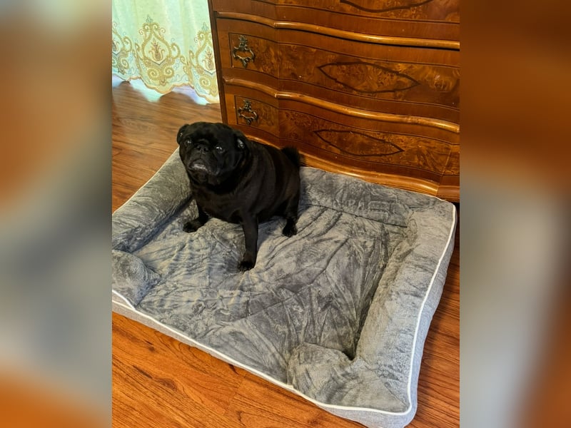 Mops sucht neues Zuhause