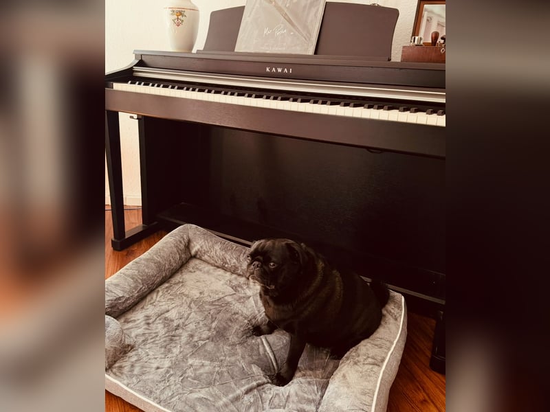 Mops sucht neues Zuhause