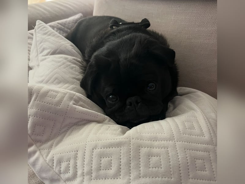 Mops sucht neues Zuhause