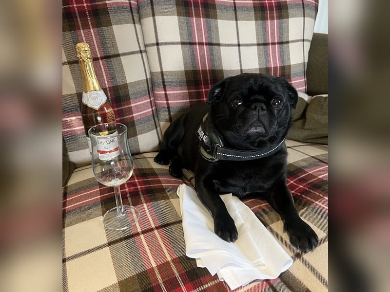 Mops sucht neues Zuhause