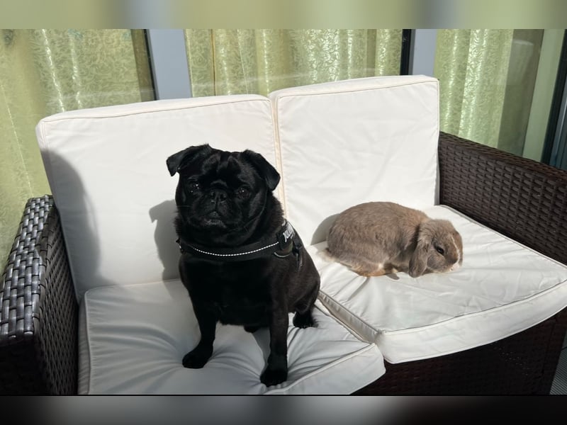 Mops sucht neues Zuhause