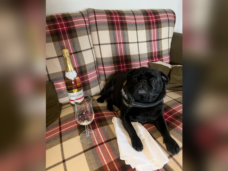 Mops sucht neues Zuhause
