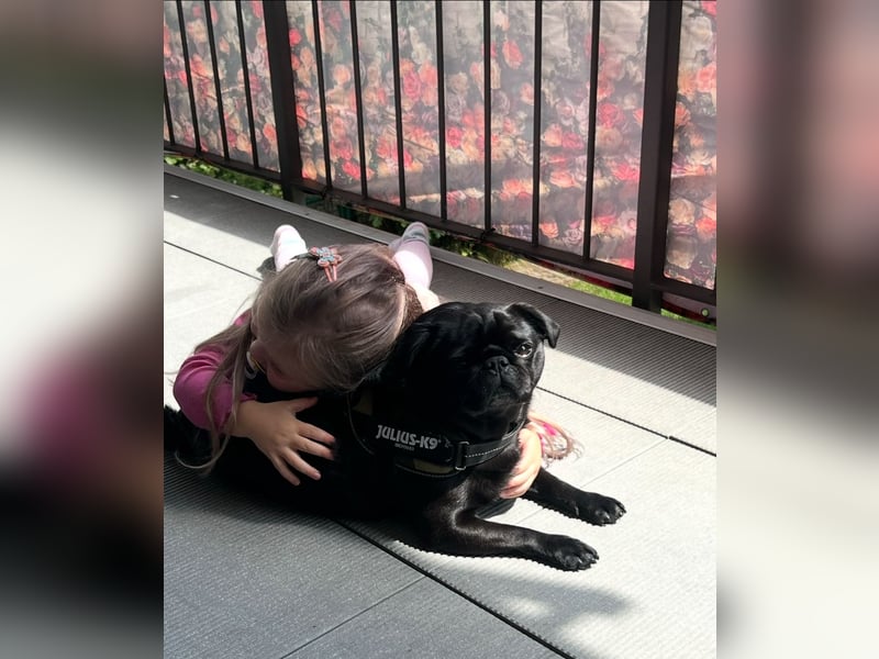 Mops sucht neues Zuhause