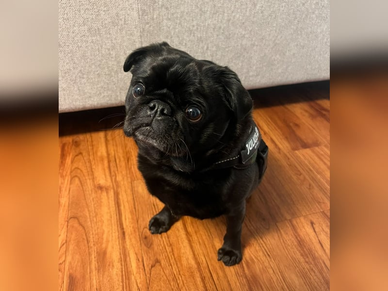 Mops sucht neues Zuhause