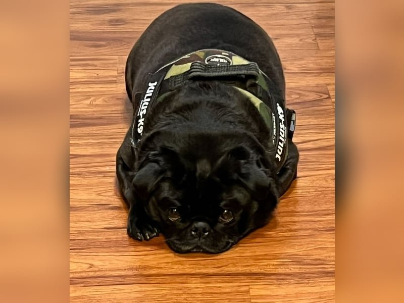 Mops sucht neues Zuhause