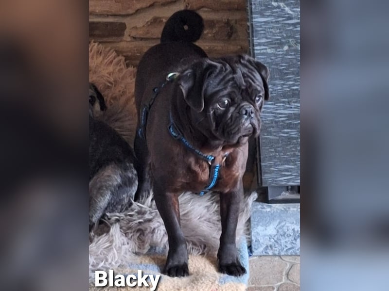 Blacky sucht seine Menschen