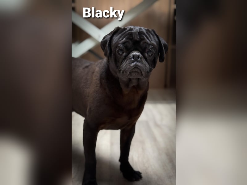 Blacky sucht seine Menschen