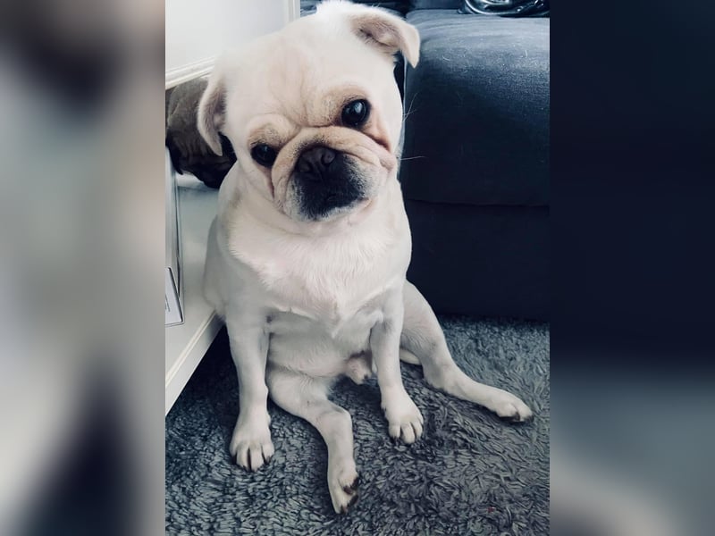 Mops weiß ( Rüde )