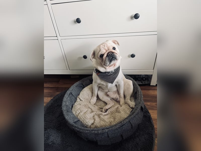 Mops weiß ( Rüde )