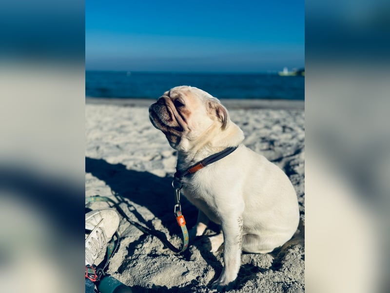 Mops weiß