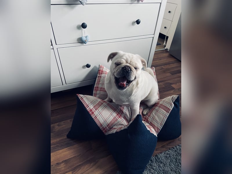 Mops weiß ( Rüde )