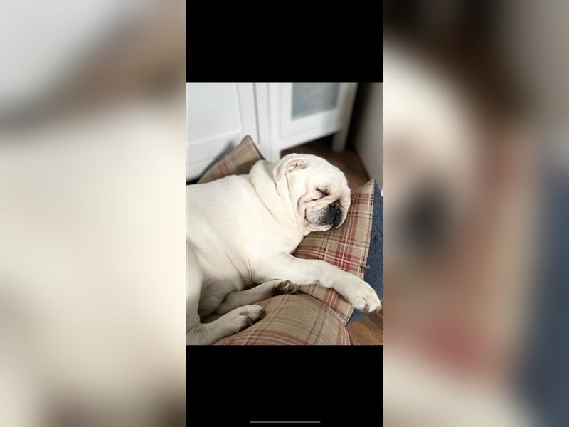 Mops weiß