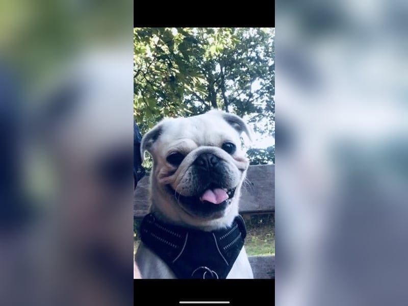 Mops weiß ( Rüde )