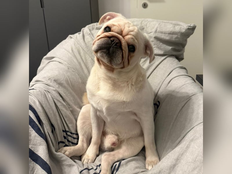 Mops weiß
