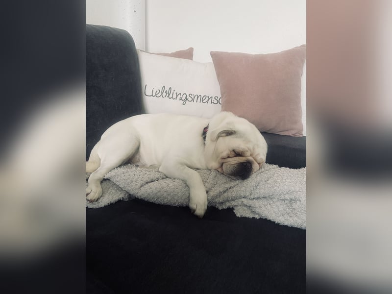 Mops weiß ( Rüde )
