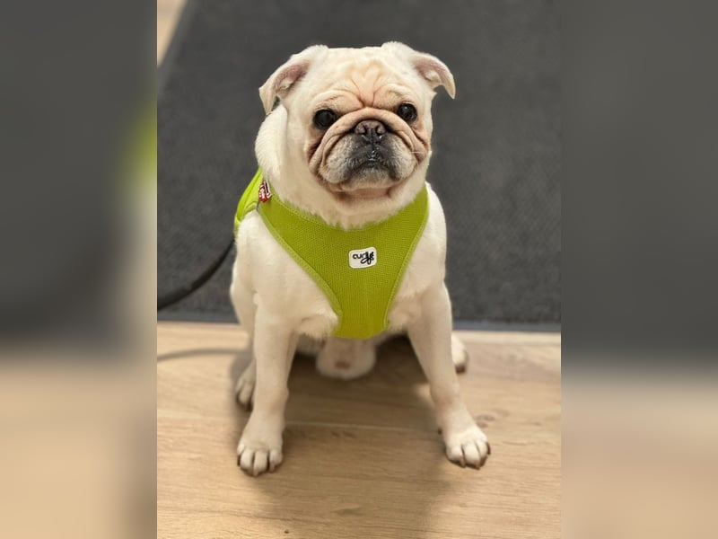 Mops weiß ( Rüde )