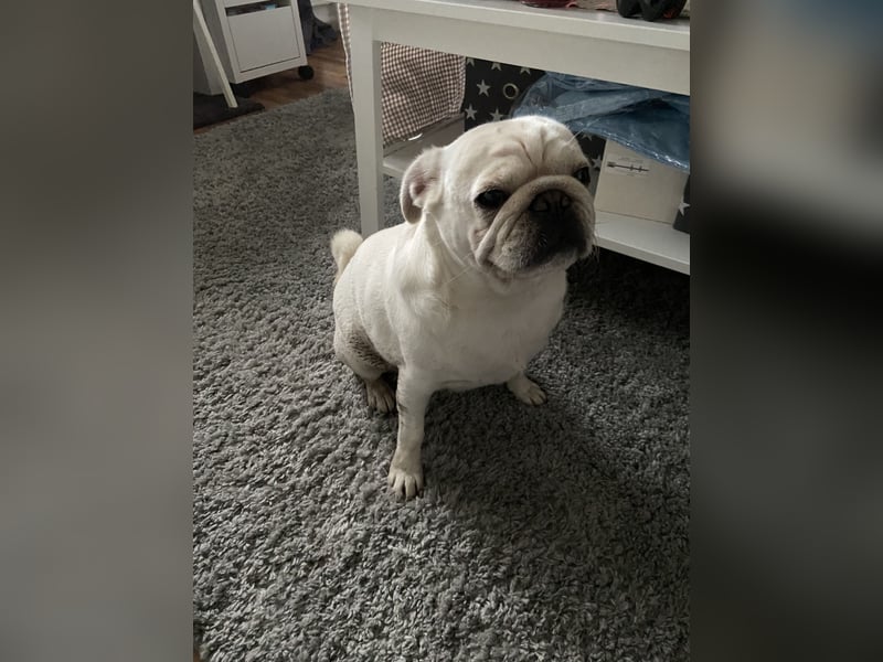 Mops weiß ( Rüde )